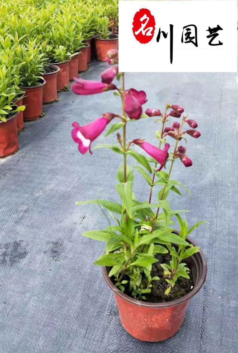 四川钓钟柳杯苗多年生常绿花卉量大优惠花境花坛布景