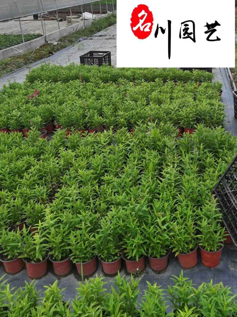 四川钓钟柳杯苗多年生常绿花卉量大优惠花境花坛布景