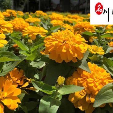 双色杯百日菊批发处理四川百日菊参考价花海花境节庆租摆