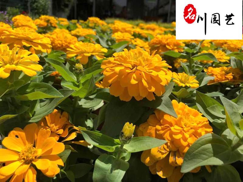 双色杯百日菊批发处理四川百日菊参考价花海花境节庆租摆