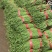 ［荐］河北精品青条豆角大量上市专业代发一手货源价格可来电详谈