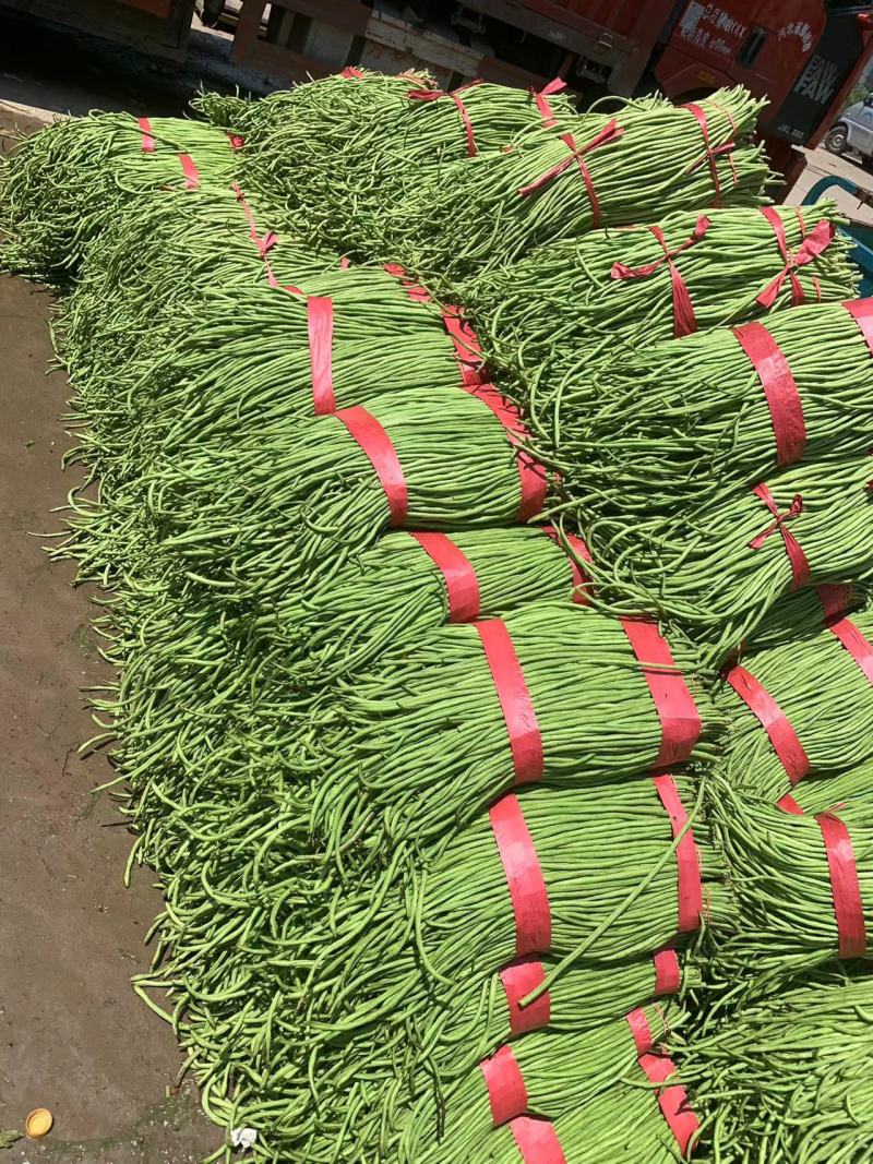 ［荐］河北精品青条豆角大量上市专业代发一手货源价格可来电详谈