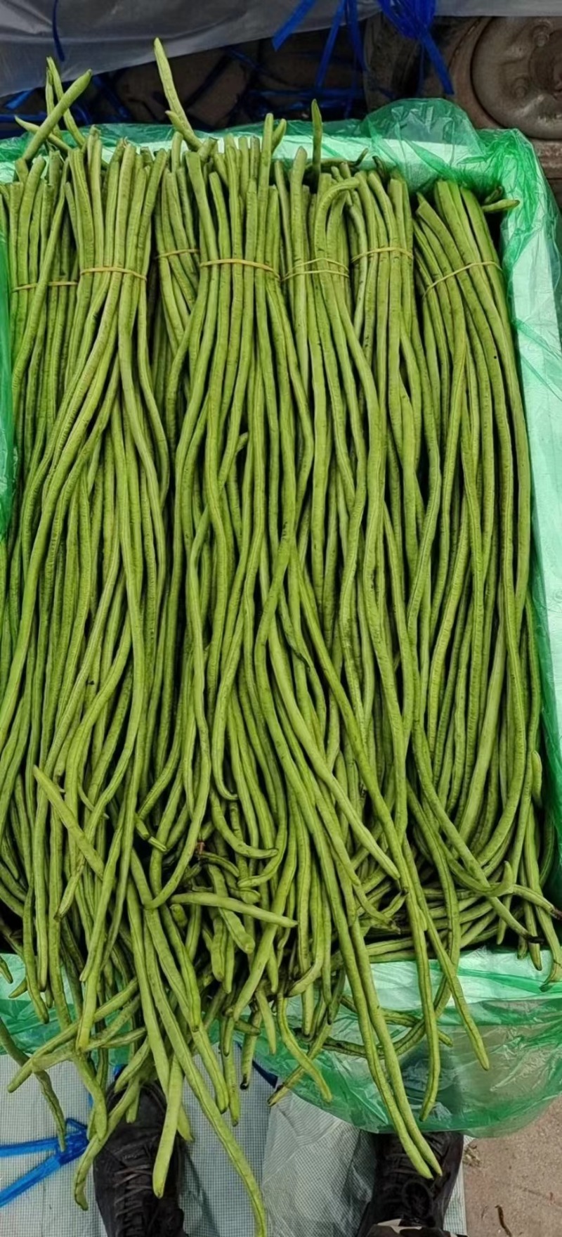 ［荐］河北精品青条豆角大量上市专业代发一手货源价格可来电详谈