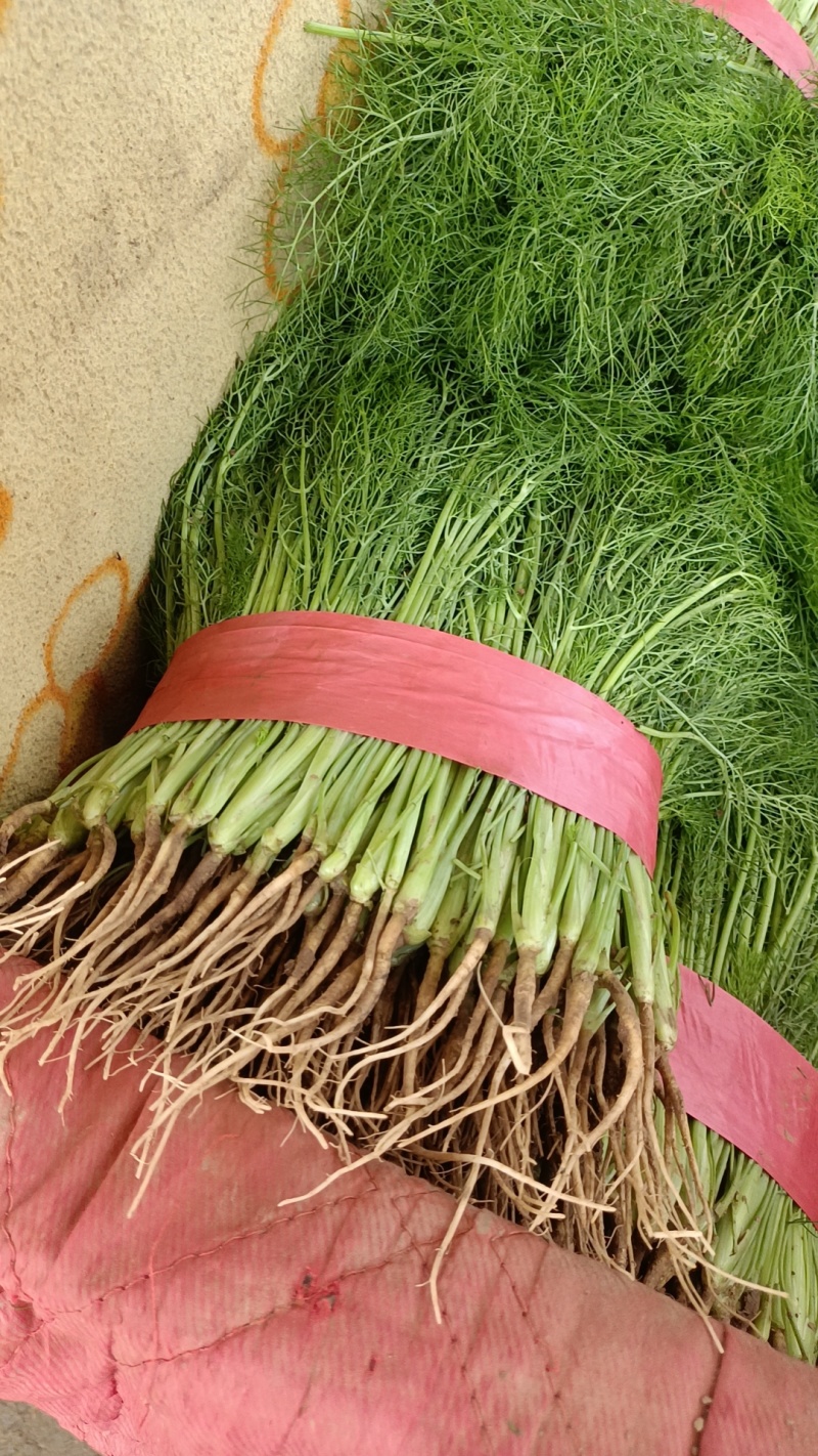 河北精品茴香菜品质保障全国代发视频看货实地考察欢迎电联