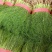 河北精品茴香菜品质保障全国代发视频看货实地考察欢迎电联