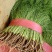 河北精品茴香菜品质保障全国代发视频看货实地考察欢迎电联