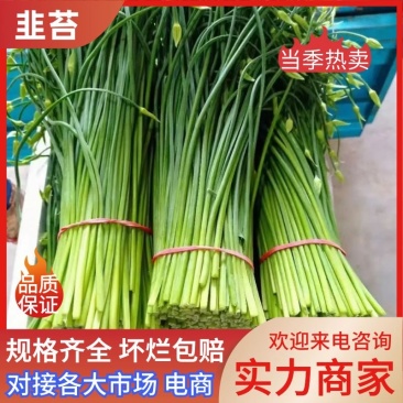 韮苔山东韭苔大量供应产地直发可视频看货品质保证