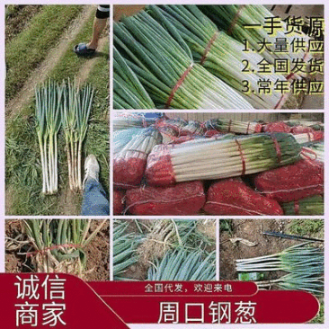 河南钢葱,粗细分拣,分级货,全国代发,可视频看过,大量供