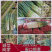 河南钢葱,粗细分拣,分级货,全国代发,可视频看过,大量供
