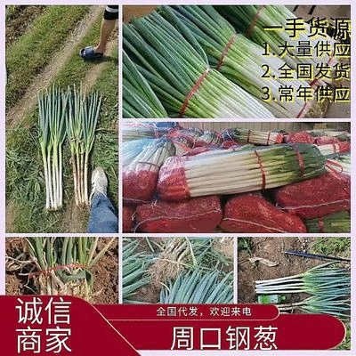 河南钢葱，粗细分拣，分级货，全国代发，可视频看过，大量供