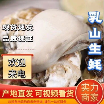 [推荐]北京生蚝乳山生蚝三倍体源头厂家批发