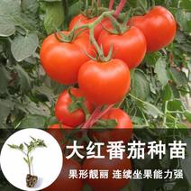 大红番茄苗高产大果耐热不裂果