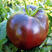 大黑番茄苗，硬度高，酸甜可口，营养价值高