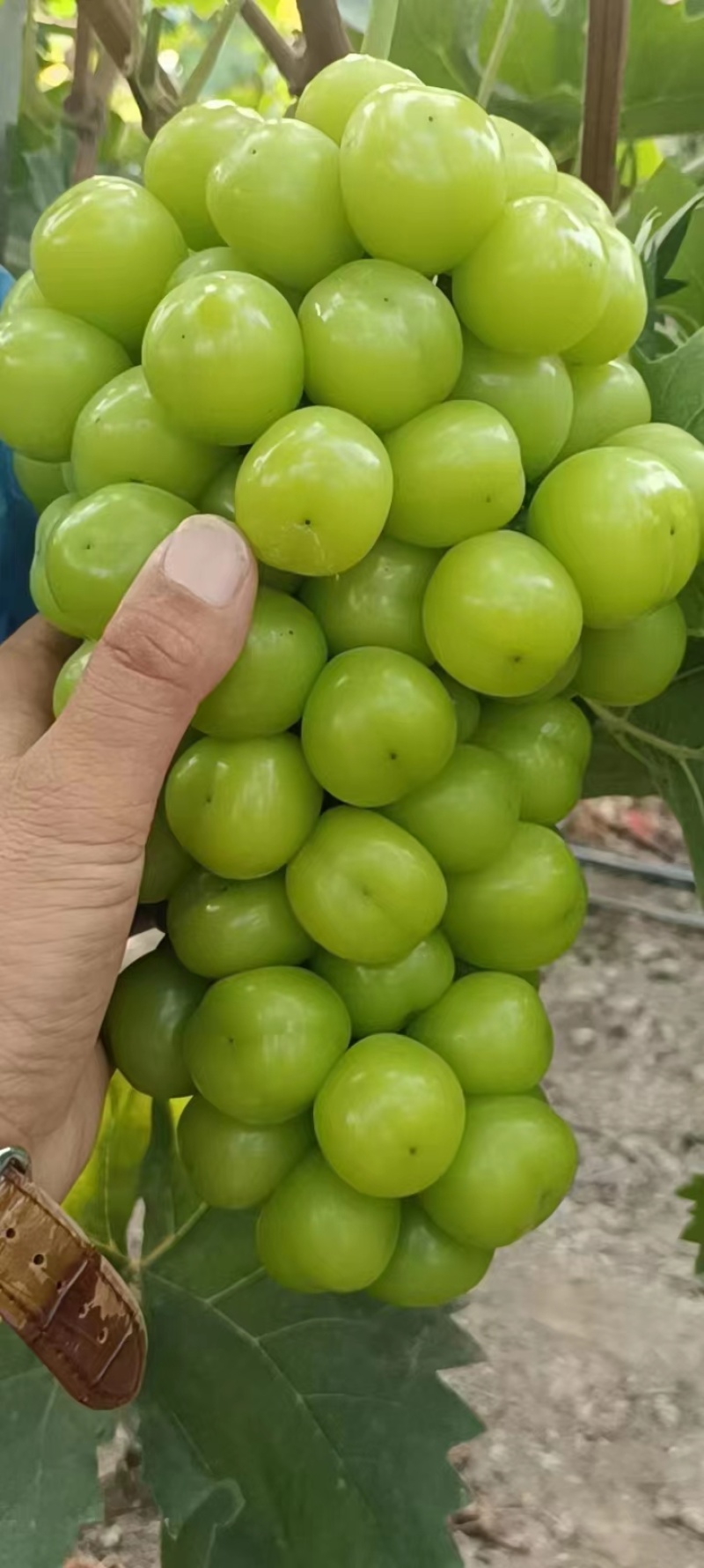 阳光玫瑰，河南商丘夏邑精品阳光玫瑰葡萄大量上市欢迎来电