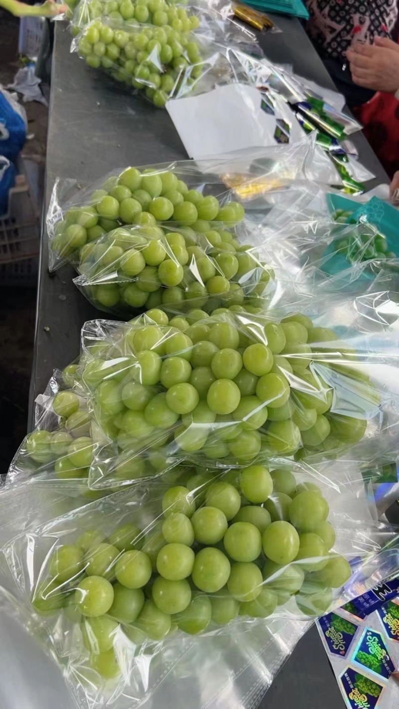 阳光玫瑰，河南商丘夏邑精品阳光玫瑰葡萄大量上市欢迎来电