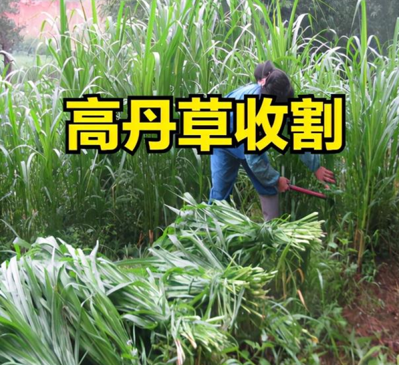 高丹草种子高产高丹王牧草种子喂牛羊高产草种子