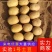 实验1号土豆陕北沙地土豆规格齐全大量供货支持代发