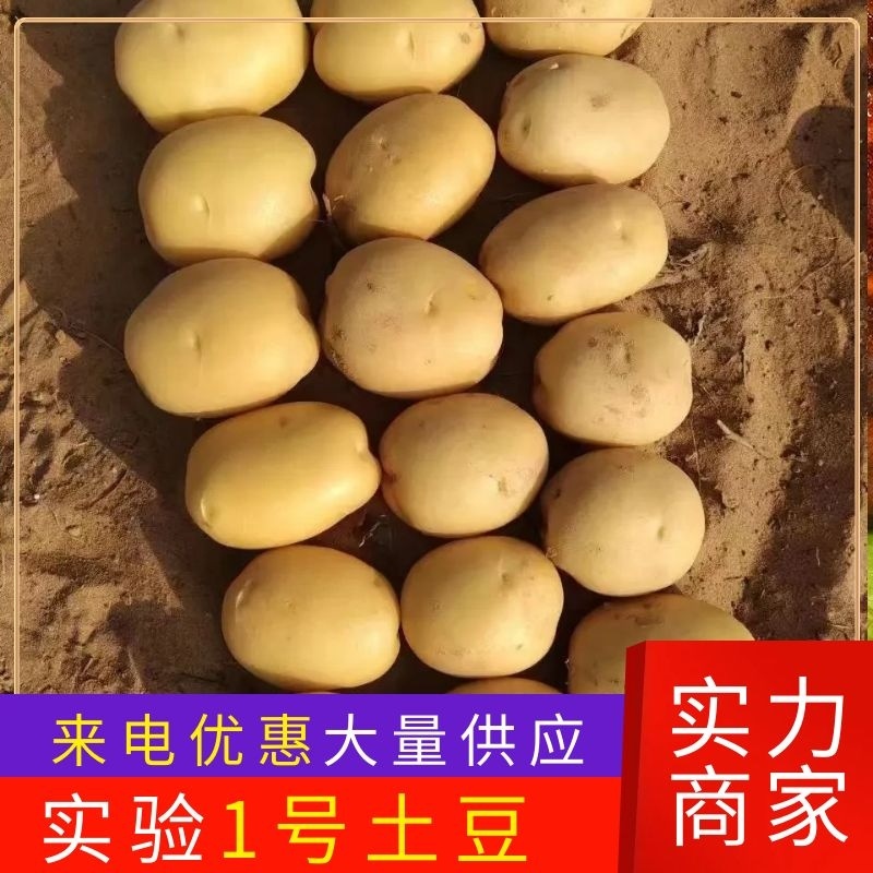 实验1号土豆陕北沙地土豆规格齐全大量供货支持代发