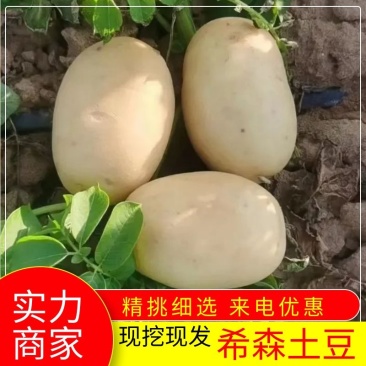 定边土豆-希森，沃土，土豆规格齐全大量供货，欢迎咨询