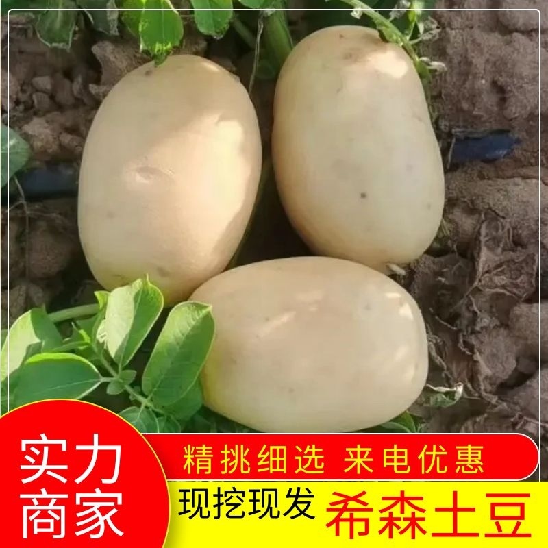 定边土豆-希森，沃土，土豆规格齐全大量供货，欢迎咨询