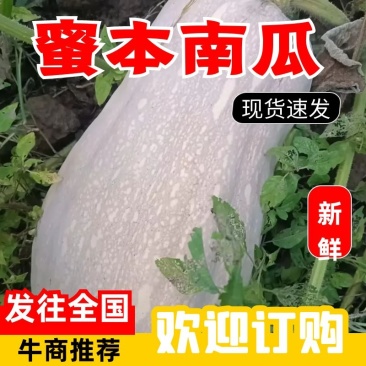 精品蜜本南瓜，大量上市，质量包您满意，欢迎老板前来咨询