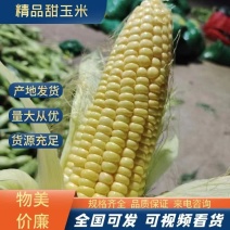 水果糯玉米甜玉米万亩基地量大低价加工厂超市电商供货