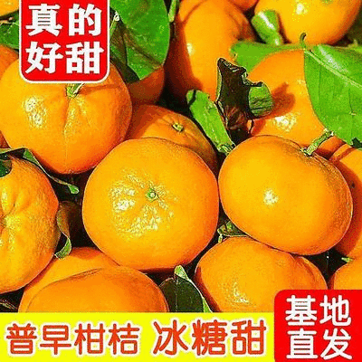 高山蜜橘特早蜜橘产地直销一手货源口感好可视频选货