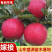 精品嫁接鲁丽红苹果苗鲁丽苹果树苗保真合同发货