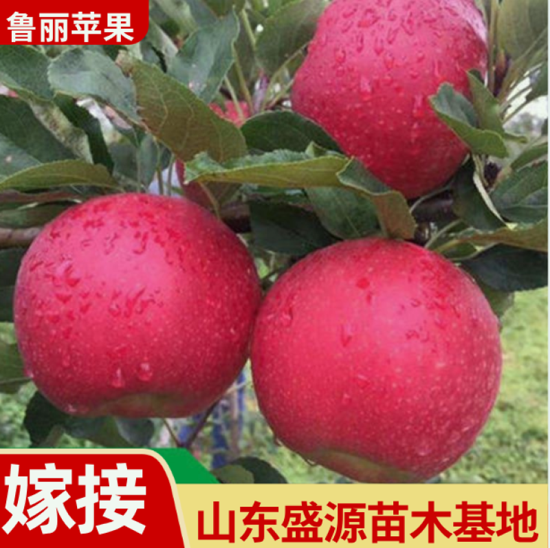 精品嫁接鲁丽红苹果苗鲁丽苹果树苗保真合同发货