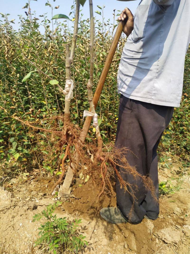 精品嫁接鲁丽红苹果苗鲁丽苹果树苗保真合同发货