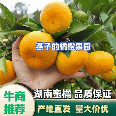 蜜橘🍊成熟无核蜜橘皮薄个大挂树鲜果入口即化一手货