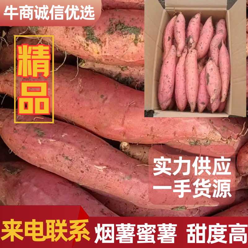 唐山烟薯可团购批发欢迎各位老板随时致电咨询洽