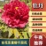 菏泽牡丹之都正宗观赏牡丹全花系重瓣千层花保品种保成活精品