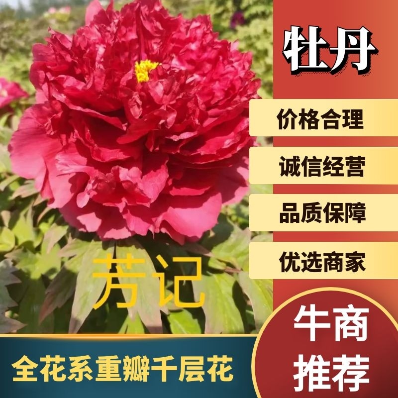 菏泽牡丹之都正宗观赏牡丹全花系重瓣千层花保品种保成活精品