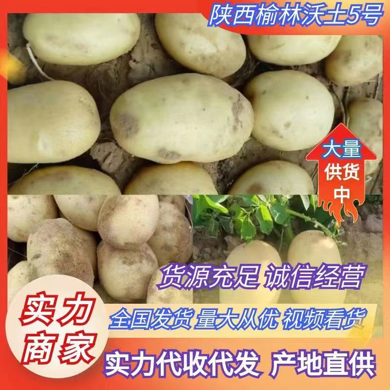 陕西土豆V7沃土5号规格齐全支持代发对接全国市场