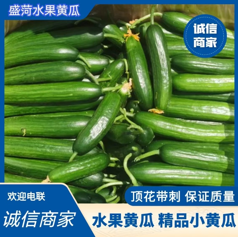 黄瓜扭水果黄瓜次品山东菏泽小黄瓜种植基地
