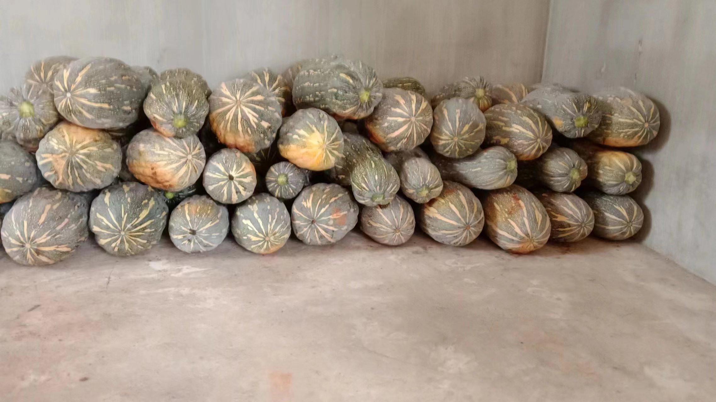 南瓜储存注意事项提示图,包含避免潮湿、避免堆叠等 南瓜储存常见误区提示图