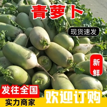 开封青萝卜，可走市场可供电商1.5斤左右起热卖中！