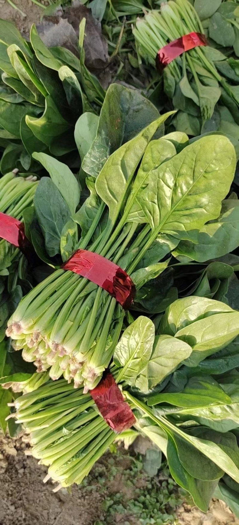 【牛商推荐】山东万亩菠菜大叶菠菜圆叶菠菜按需包装欢迎咨询