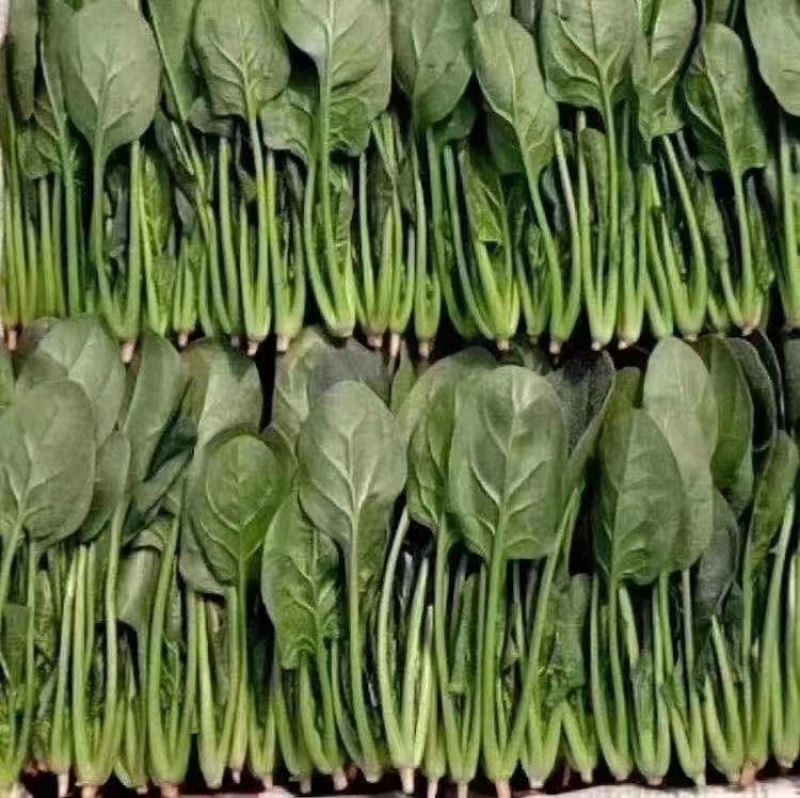 【牛商推荐】山东万亩菠菜大叶菠菜圆叶菠菜按需包装欢迎咨询