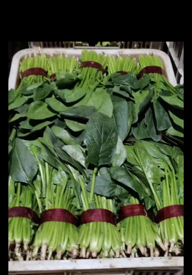 【牛商推荐】山东万亩菠菜大叶菠菜圆叶菠菜按需包装欢迎咨询