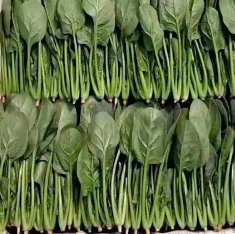 【牛商推荐】山东万亩菠菜大叶菠菜圆叶菠菜按需包装欢迎咨询