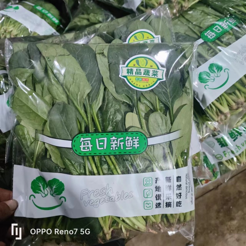 【牛商推荐】山东万亩菠菜大叶菠菜圆叶菠菜按需包装欢迎咨询