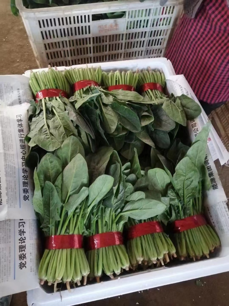 【牛商推荐】山东万亩菠菜大叶菠菜圆叶菠菜按需包装欢迎咨询