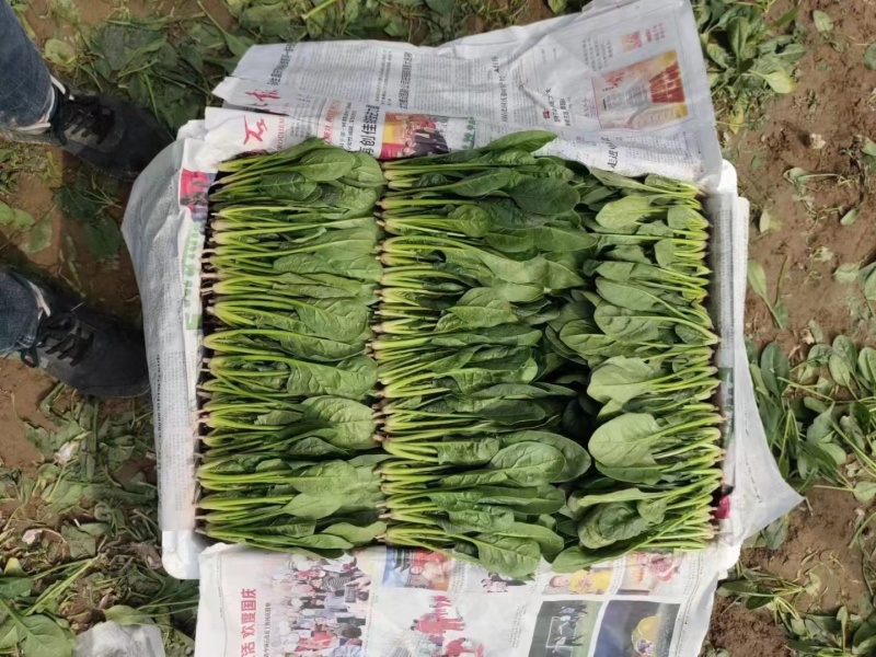【牛商推荐】山东万亩菠菜大叶菠菜圆叶菠菜按需包装欢迎咨询