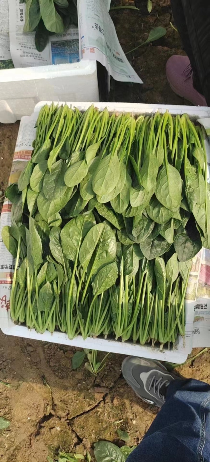 【牛商推荐】山东万亩菠菜大叶菠菜圆叶菠菜按需包装欢迎咨询