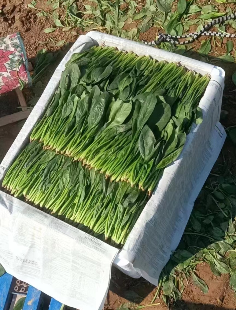 【牛商推荐】山东万亩菠菜大叶菠菜圆叶菠菜按需包装欢迎咨询