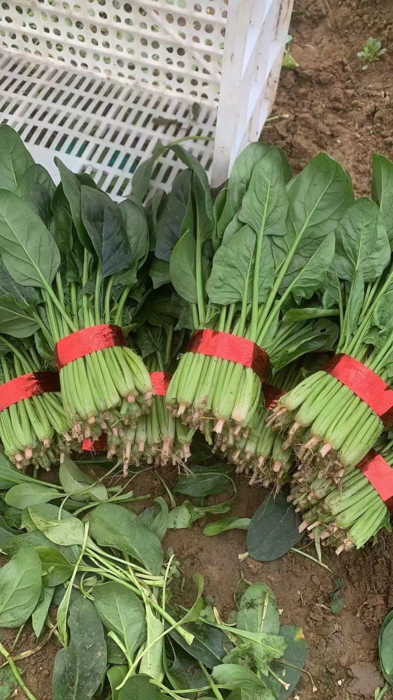 【牛商推荐】山东万亩菠菜大叶菠菜圆叶菠菜按需包装欢迎咨询
