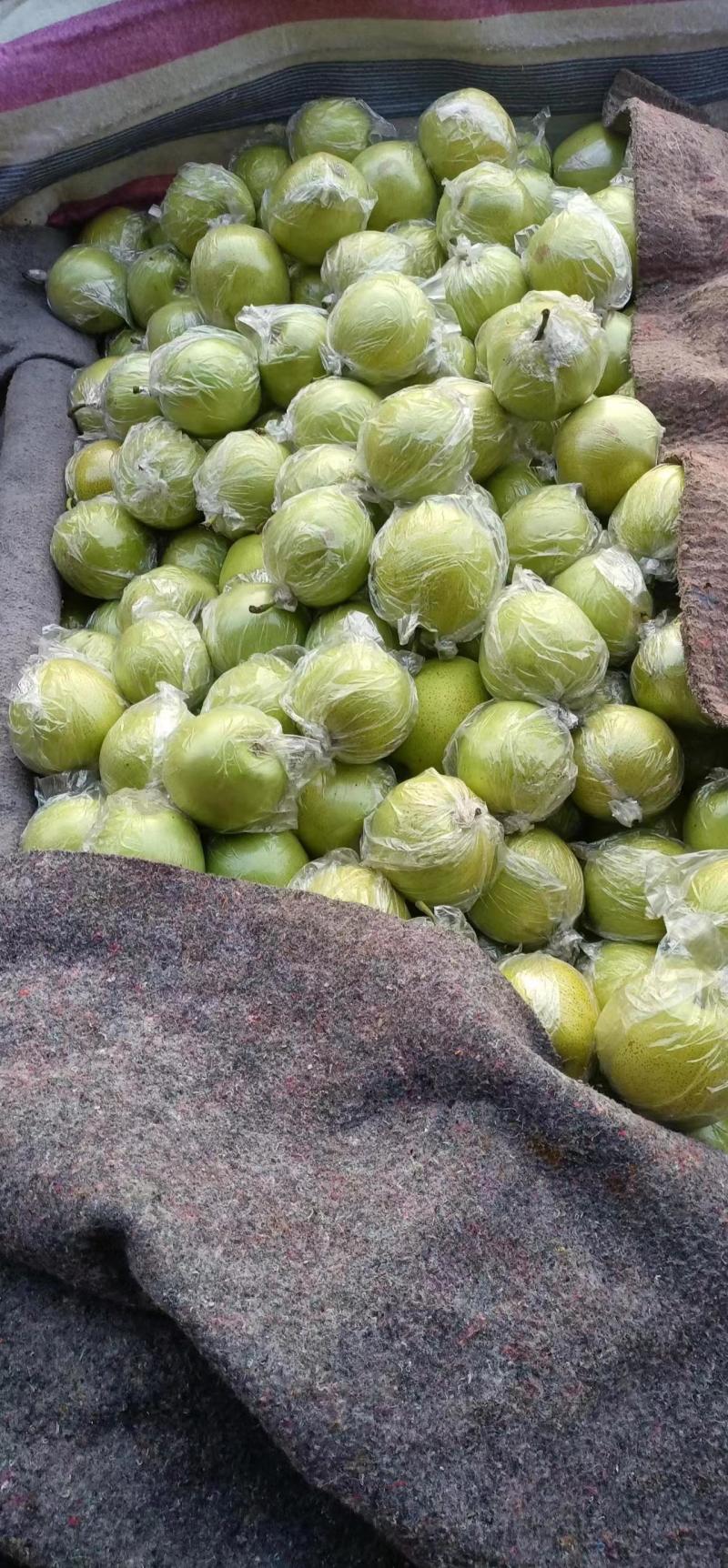 【热卖】河北本地青皇梨皇冠梨大量有货保质保量价格可来电详谈