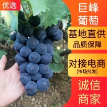 【推荐】河北巨峰葡萄大量上市量大从优支持视频